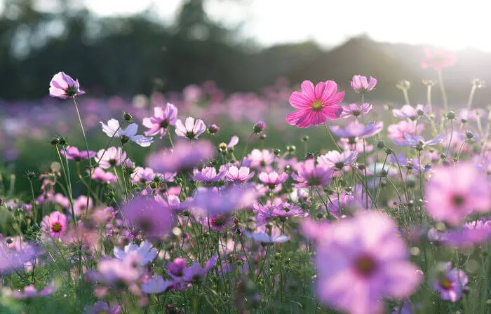 primavera