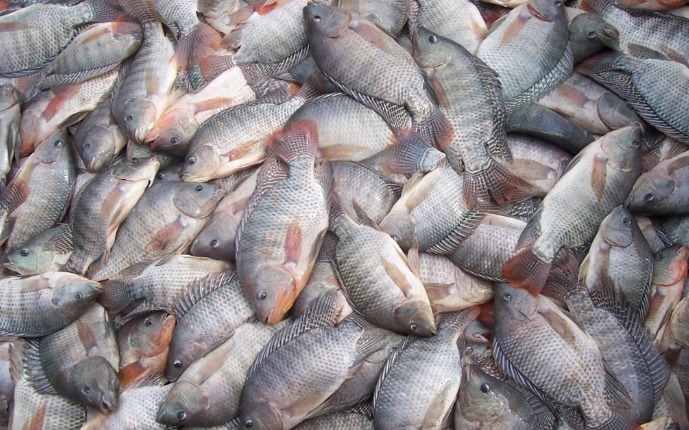 A imagem atual não possui texto alternativo. O nome do arquivo é: peixes-3