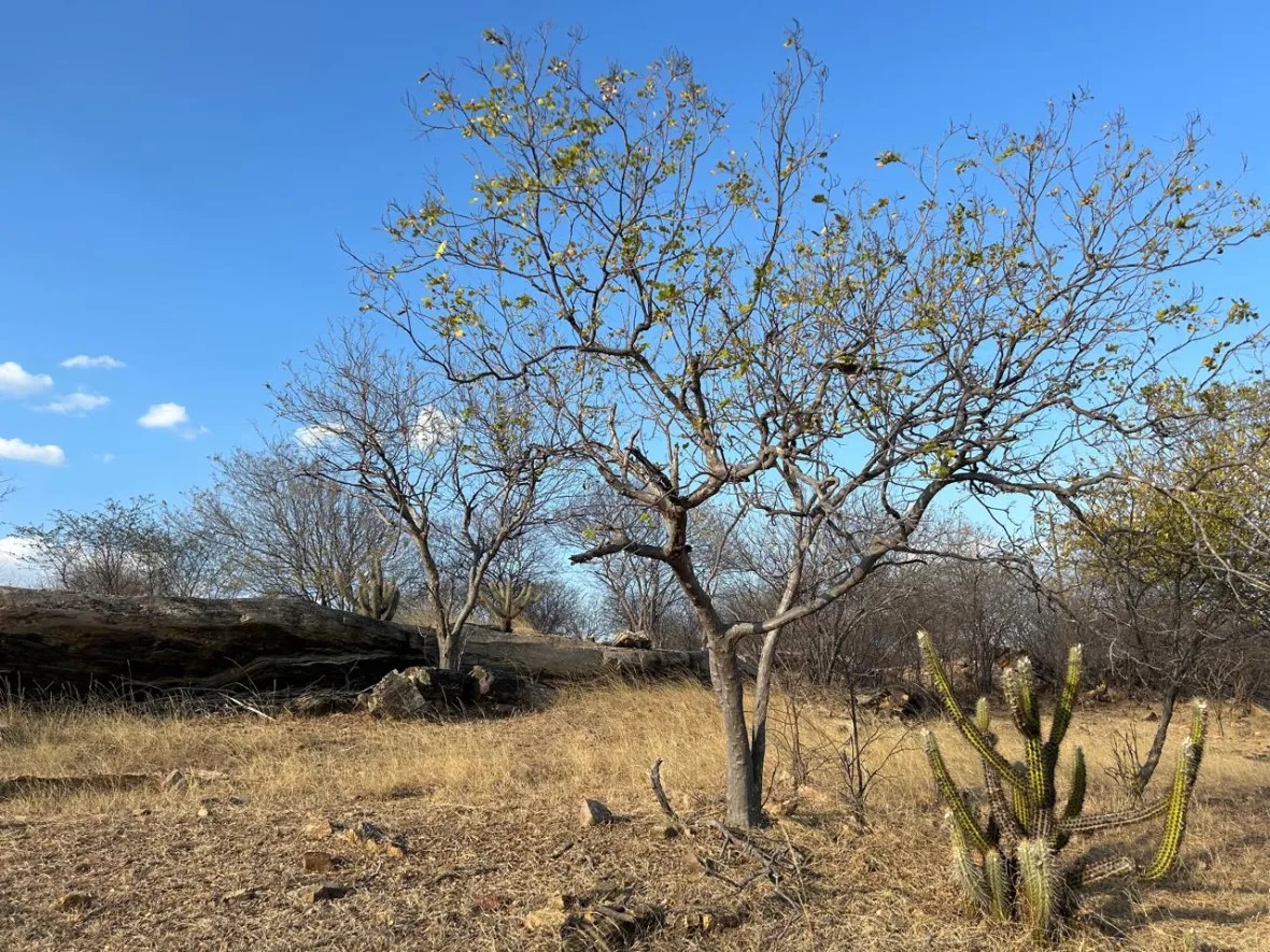 The current image has no alternative text. The file name is: whatsapp-image-2026-03-10-at-07-46-40