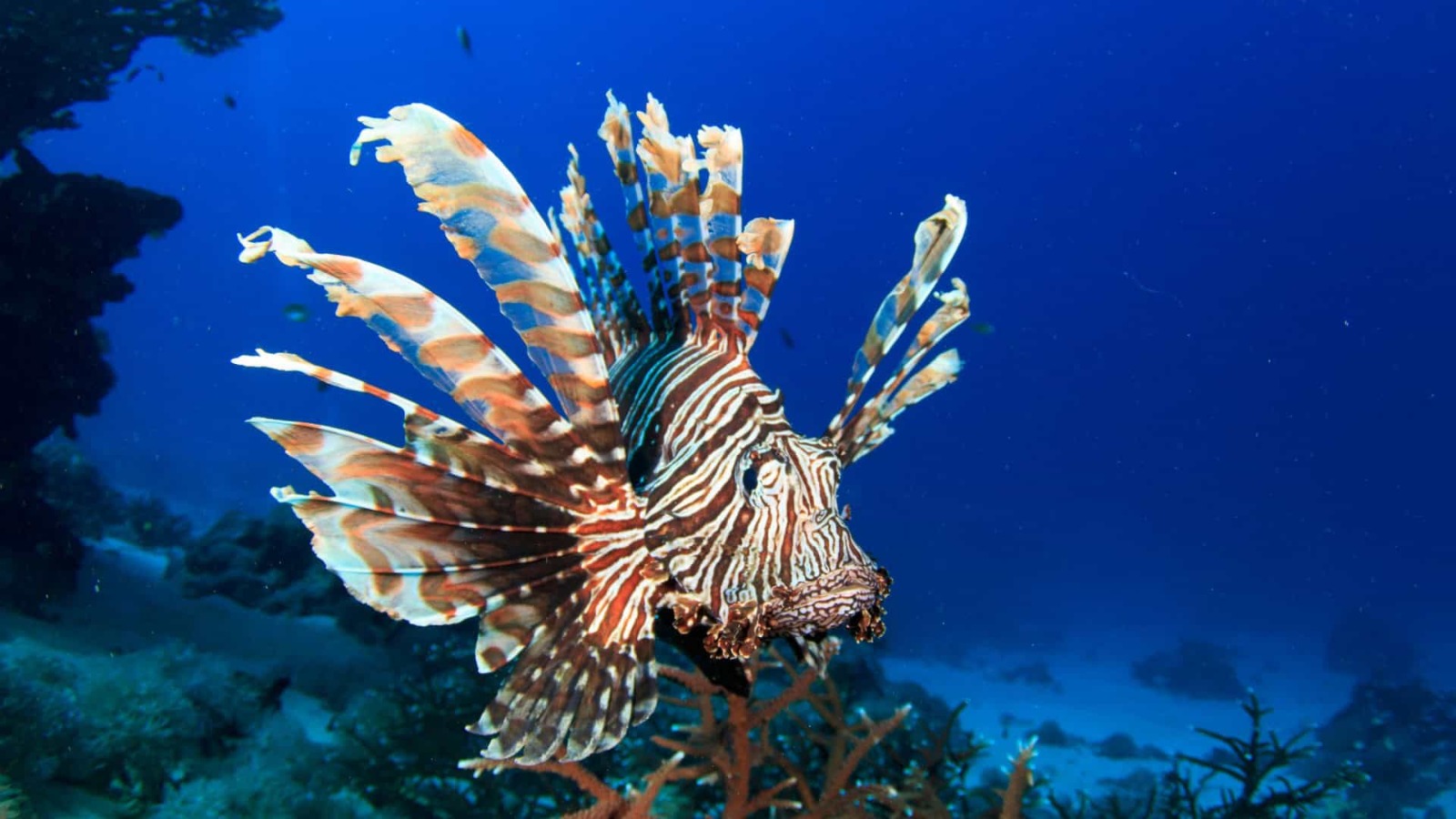 The current image has no alternative text. The file name is: 435e70070df378a6f795116d8142a4a9.jpeg